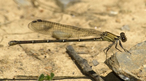 Female
2006_10_13_FL